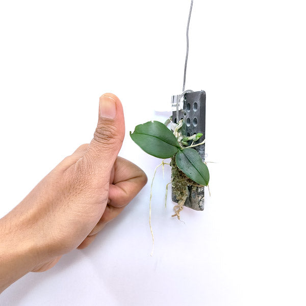 Phalaenopsis gibbosa sp. - BS (Miniature)