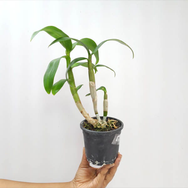 Dendrobium Glory White x Sirirattana Orchid Plant - BS