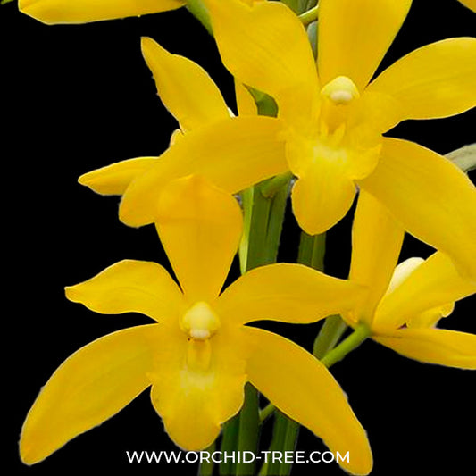 Cymbidium Golden Vanguard Orchid Plant - BS