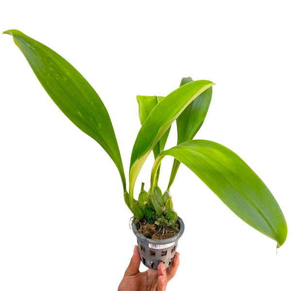 Bulbophyllum graveolens sp. - BS