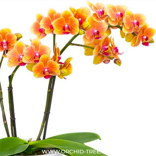 Phalaenopsis Grazia - FF