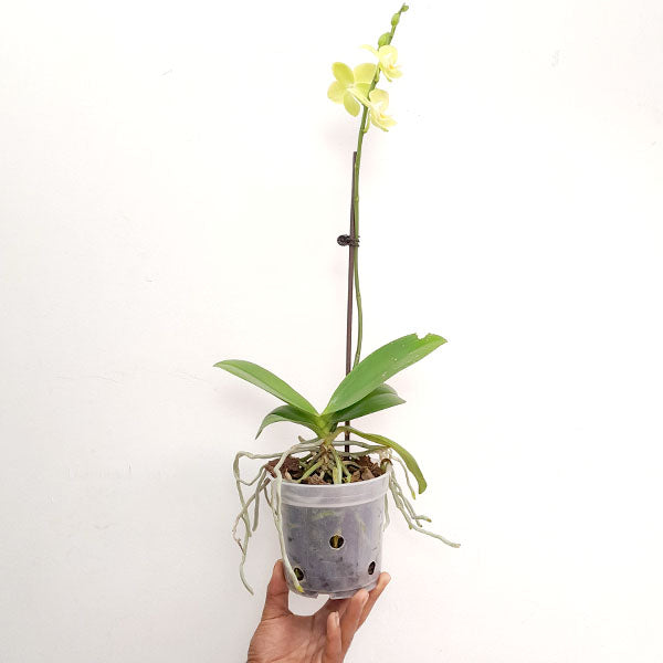 Phalaenopsis Little Green Smile - FF