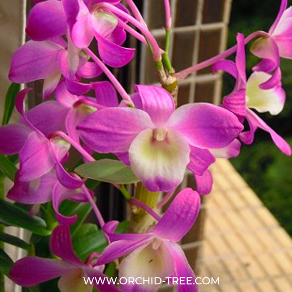 Dendrobium Hamana Lake Dream 'Kumi' Orchid Plant - FF