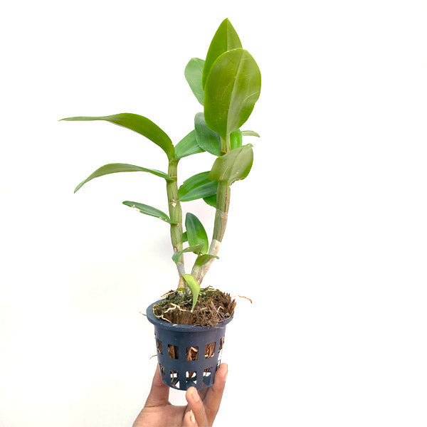 Dendrobium Tanida Pink Stripe x Hawaii Stripe #1 - BS