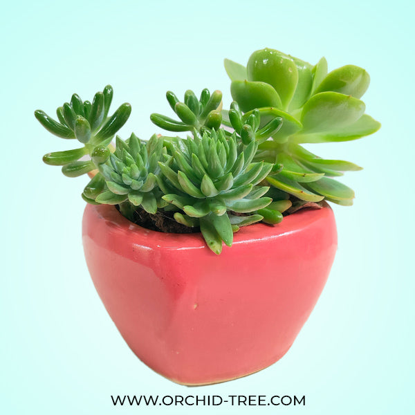 Heart Succulent Arrangement