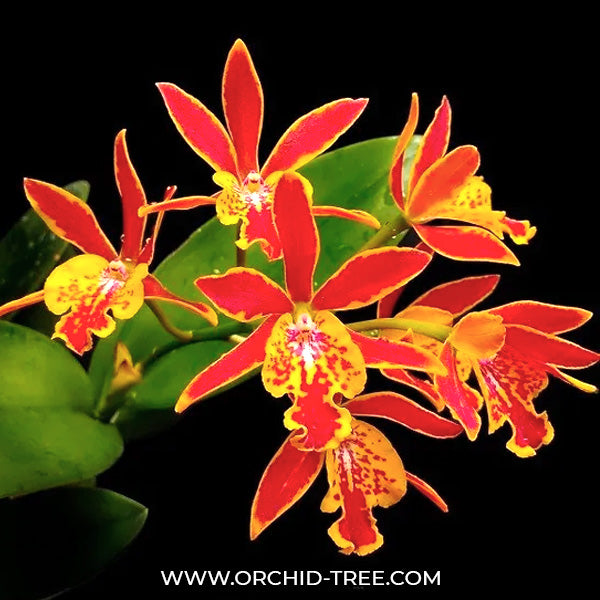 Cattleya (Ett.) Hsiang Yu Gold Coast - BS (Miniature)