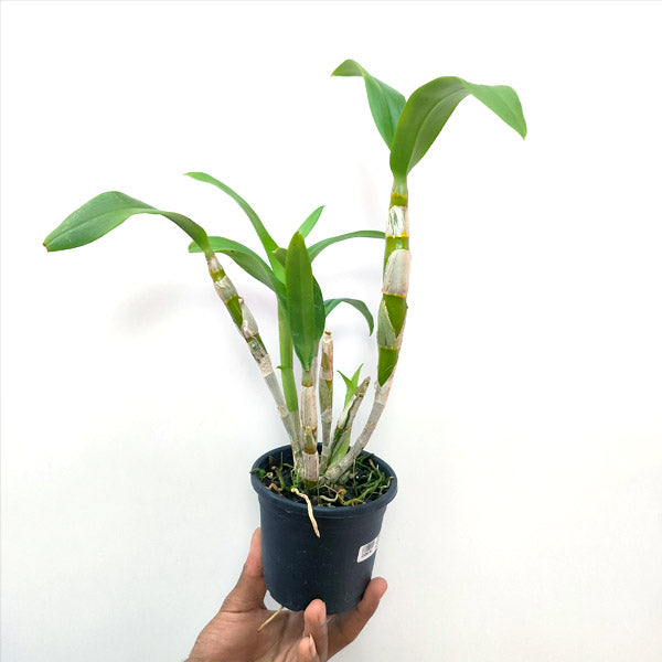 Dendrobium Humming Butterfly - BS