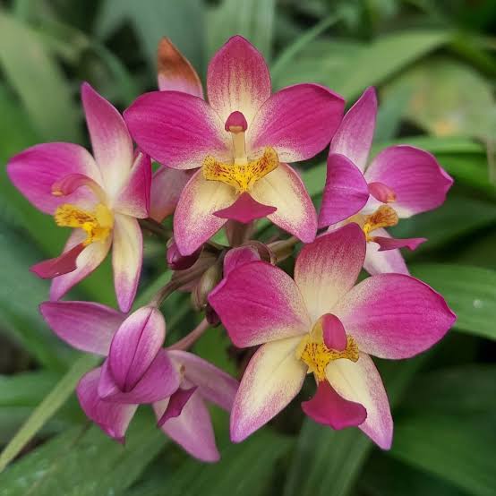 Spathoglottis Purple Sky - BS