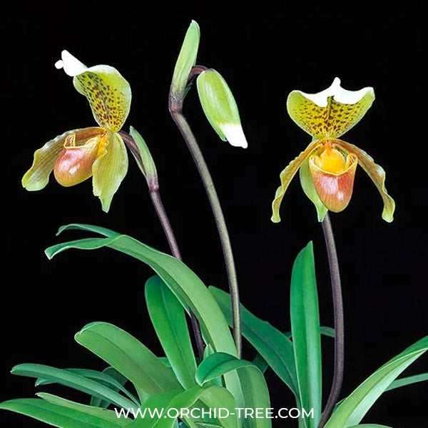 Phaphiopedilum exul x insigne - BS