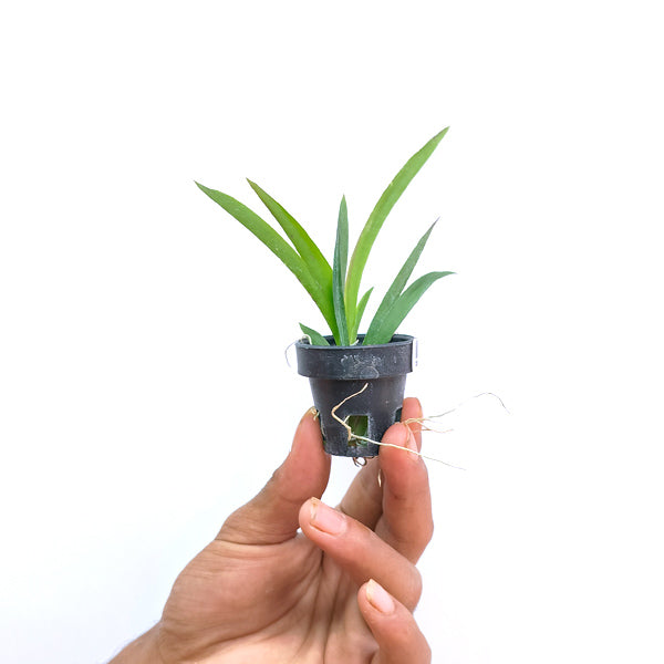 Tolumnia Jairak Rainbow 'Strawberry' - BS