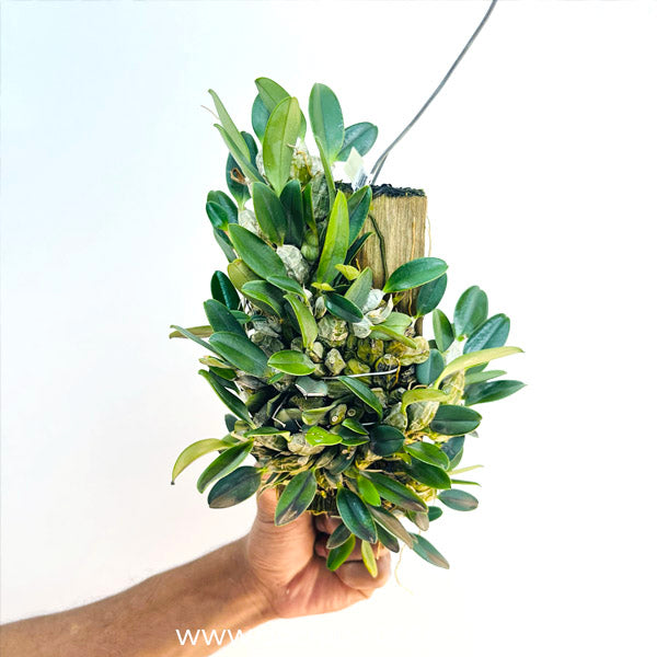 Dendrobium jenkinsii sp. - BS