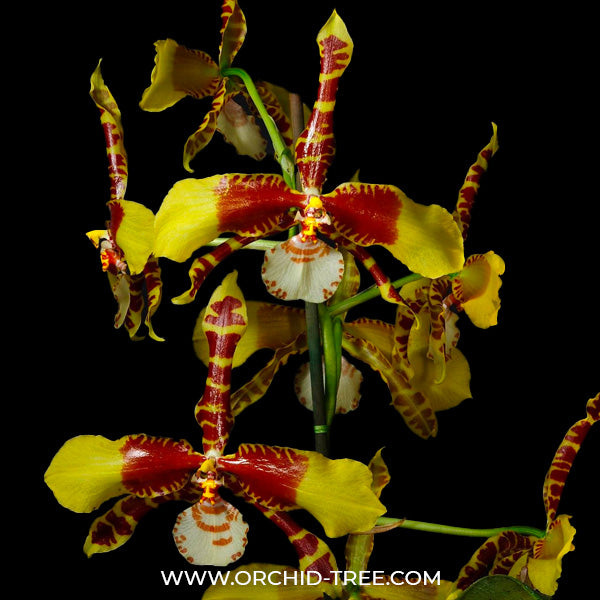 Oncidium Rawdon Jester 'Great Bee' - BS