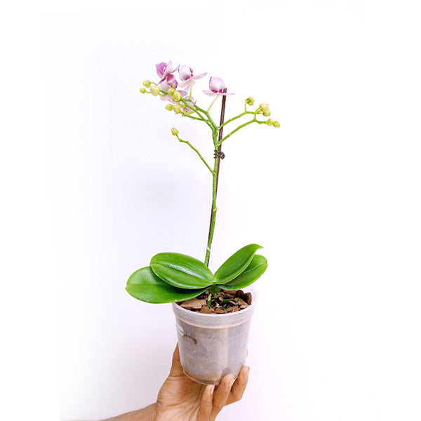 Phalaenopsis Younghome Kaleido - FF