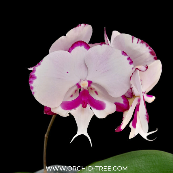 Phalaenopsis Kingcar Dalmatian Orchid Plant - FF