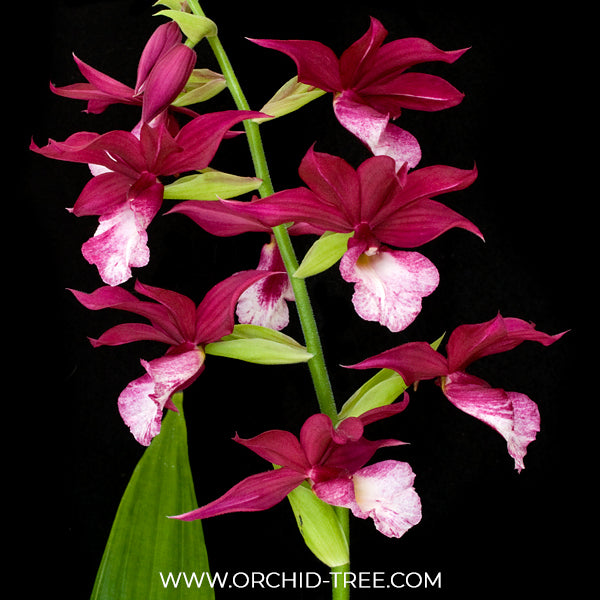 Phaiocalanthe Kryptonite x Calanthe Orchid Plant - BS