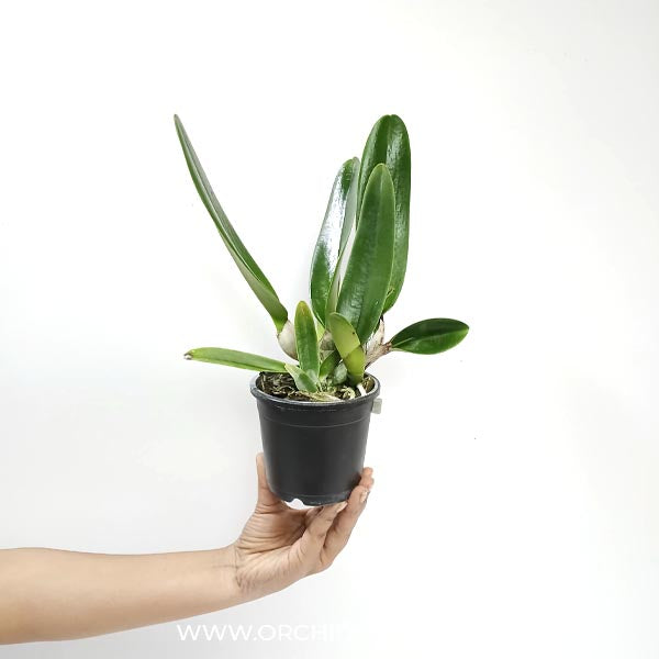 Cattleya (Lc.) Lake Cachuma "New Spring" Orchid Plant - BS