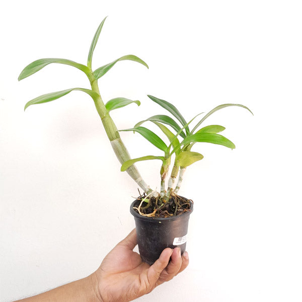 Dendrobium Brown Derby x lasianthera Orchid Plant - FF