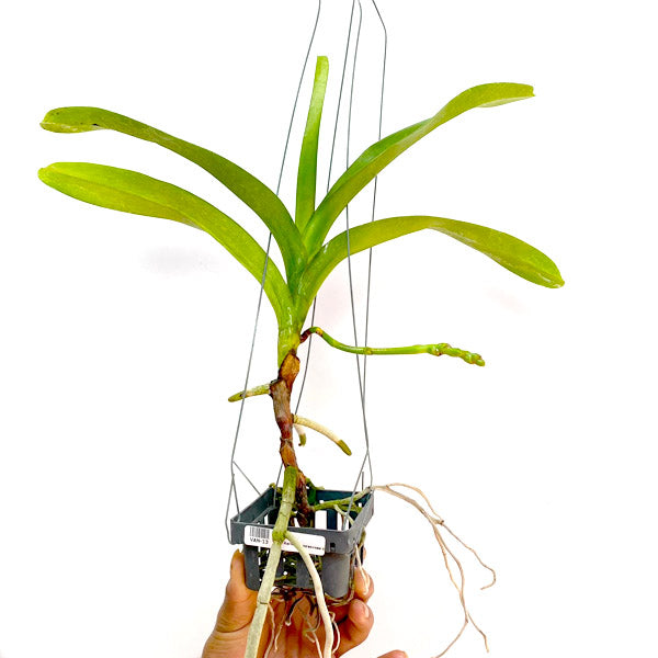 Aerides lawrenceae sp. - FF