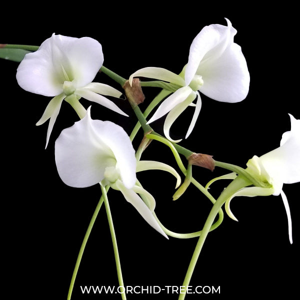 Angraecum Longiscott Orchid - BS