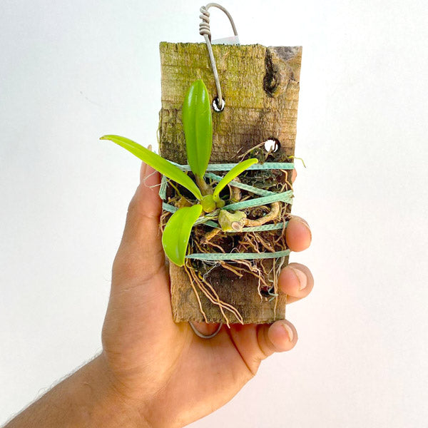 Bulbophyllum mastersianum sp. - BS