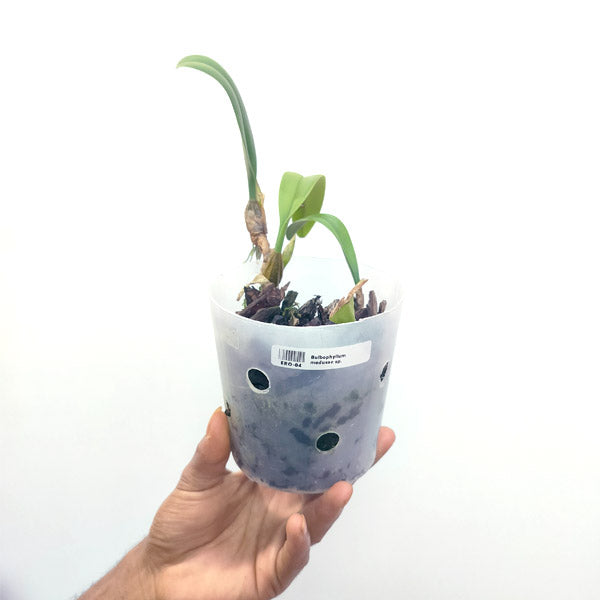 Bulbophyllum medusae sp. - BS
