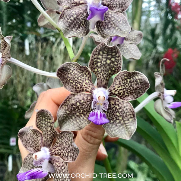 Vanda Mimi Palmer - BS