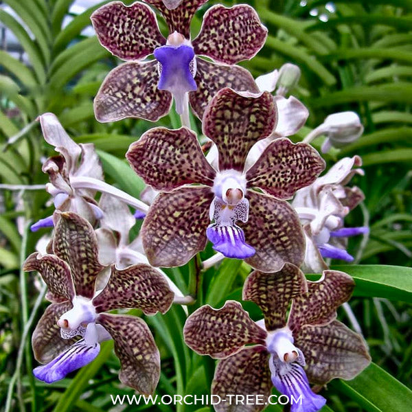 Vanda Mimi Palmer - BS
