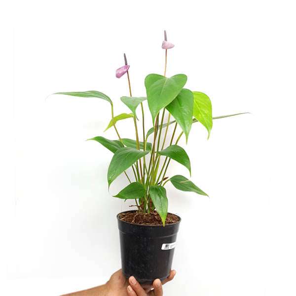 Anthurium Mini Purple- FF