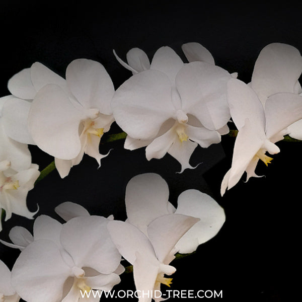 Phalaenopsis Moonlight Orchid Plant - FF (Small spike)