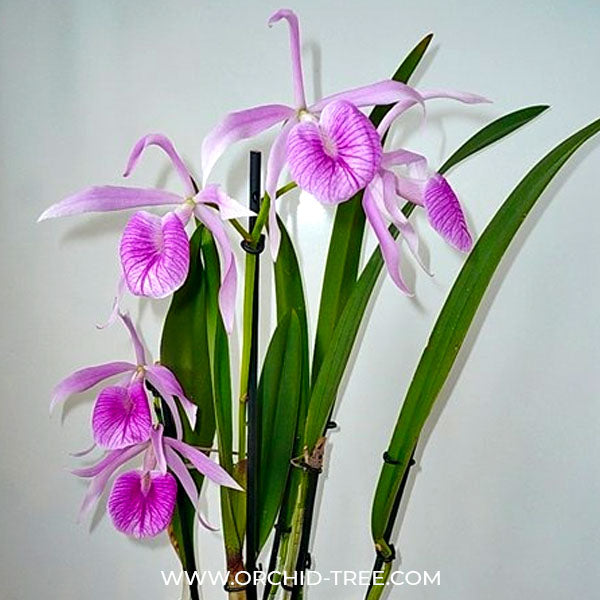 Cattleya Morning Glory 'Valentine Kiss' - FF
