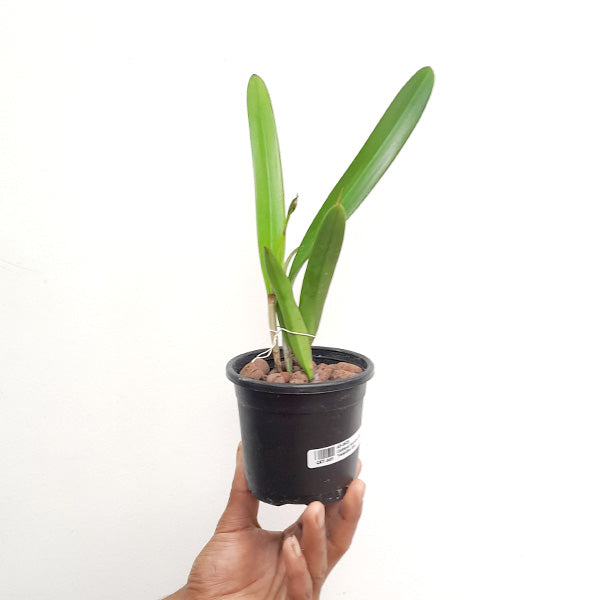 Cattleya Morning Glory 'Valentine Kiss' - FF