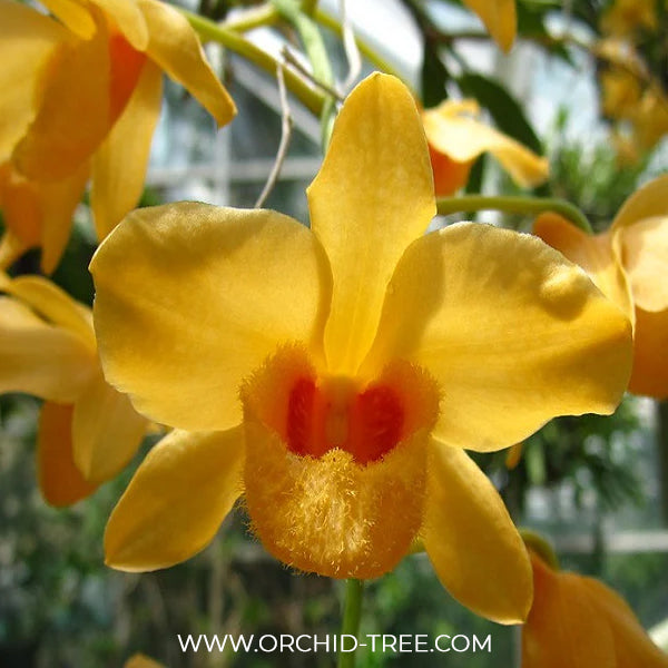 Dendrobium moschatum sp. Orchid Plant - BS - Buy Orchids Plants Online by Orchid-Tree.com