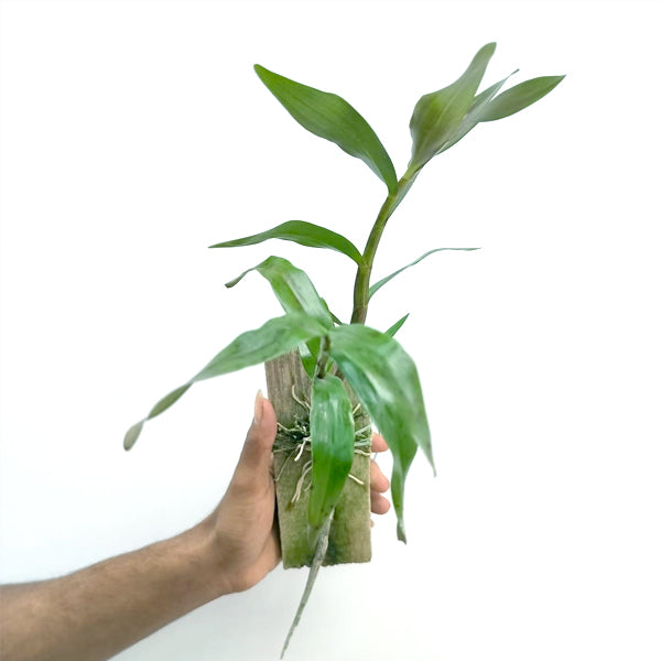Dendrobium moschatum sp. - BS - Buy Orchids Plants Online by Orchid-Tree.com