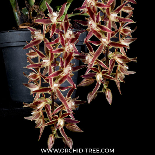 Macradenia multiflora sp. Orchid Plant - BS