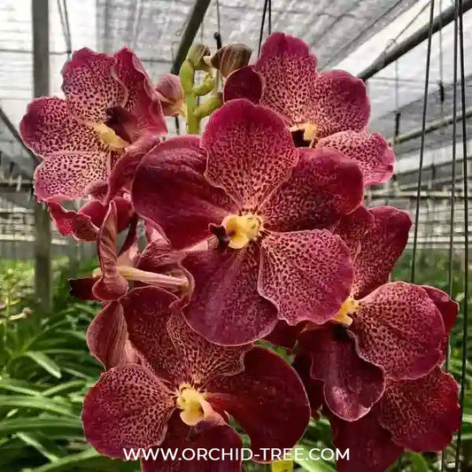 Vanda Somsri Gold x Bitz’s Heartthrob #1 Orchid Plant - SS