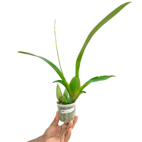 Oncidium Heaven Scent Redolence - FF