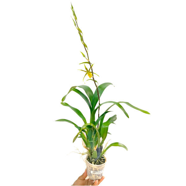 Oncidium (Bnfd.) Gilded Tower 'Mistic Maze'- | FF - Buy Orchids Plants Online by Orchid-Tree.com