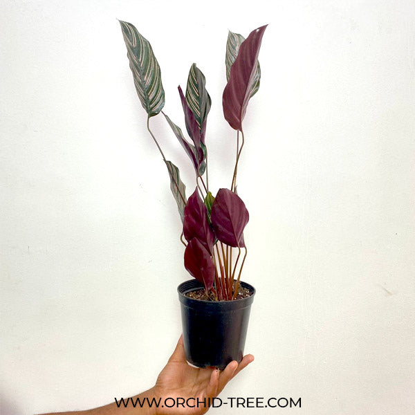 Calathea Ornata