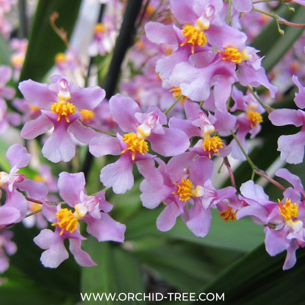 Oncidium ornithorhynchum Orchid Plant - BS