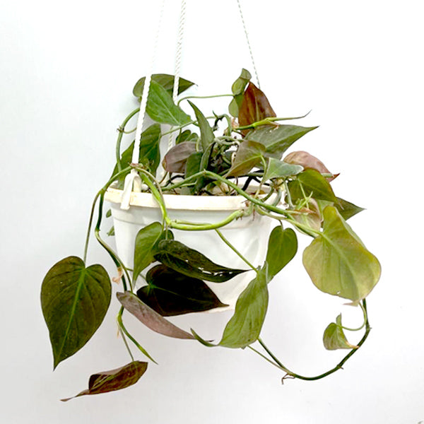 Philodendron Micans | Oxycardium black