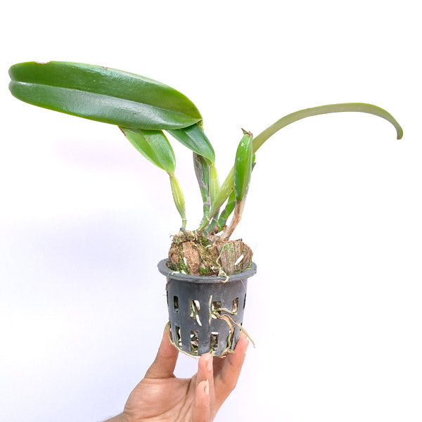 Cattleya (Rlc.) Pachara Fancy - BS