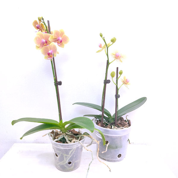Phalaenopsis #2 Combo Pack of 2 - FF