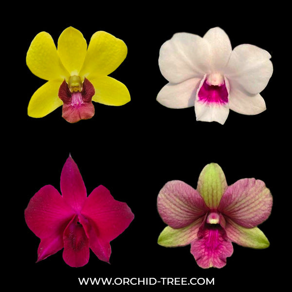 Dendrobium Pack of 4 - #3 - SS (Seedling)