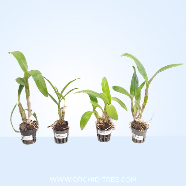 Dendrobium Pack of 4 #1 - SS (Seedling)