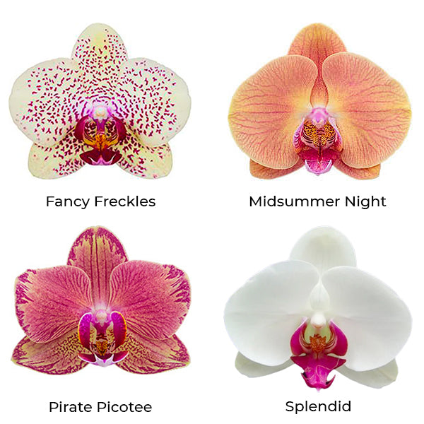 Phalaenopsis Seedling Combo SS | Pack of 4