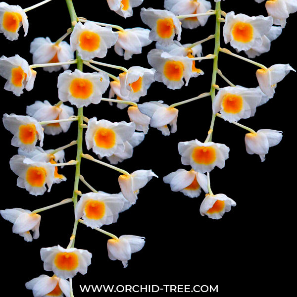 Dendrobium palpebrae sp. - BS