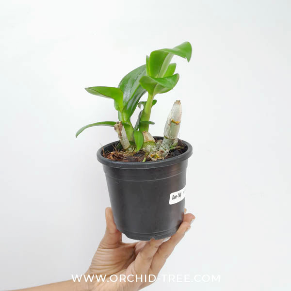 Dendrobium Panama Red Orchid Plant - BS