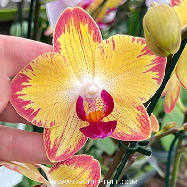 Phalaenopsis Papagayo - FF