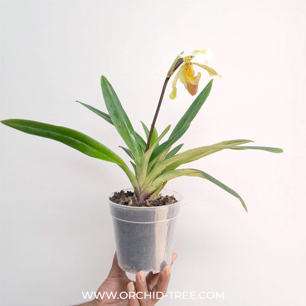 Phaphiopedilum exul x insigne - BS