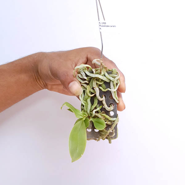 Phalaenopsis parishii sp. - BS